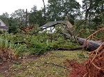 Storm damage fallen trees